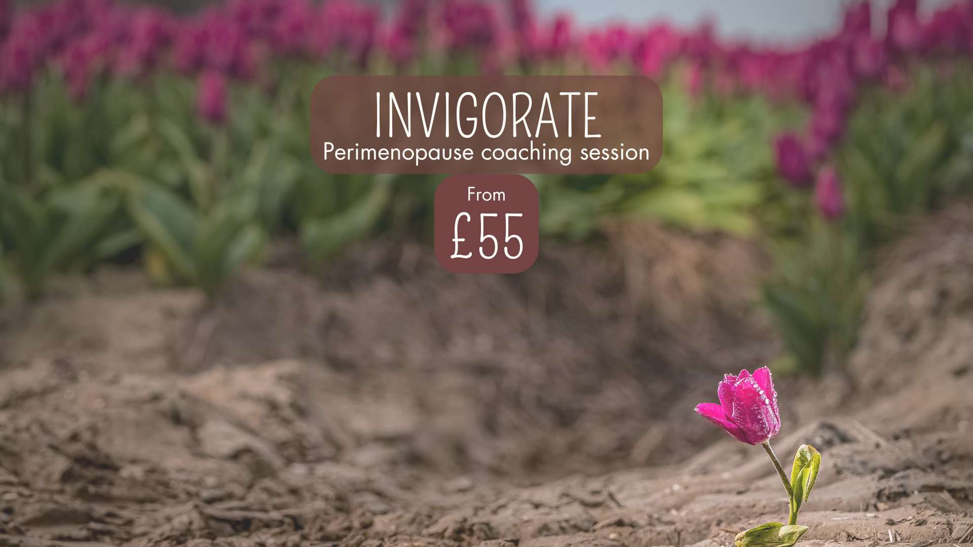 Invigorate Perimenopause Wellness Session