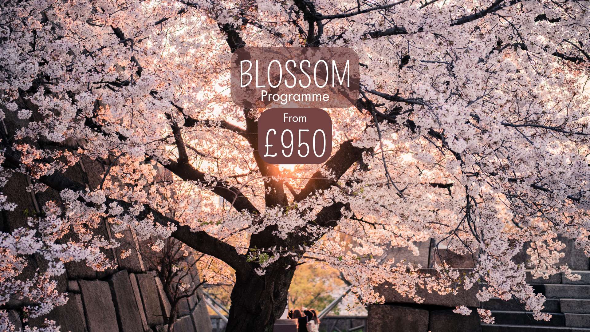 Blossom Programme