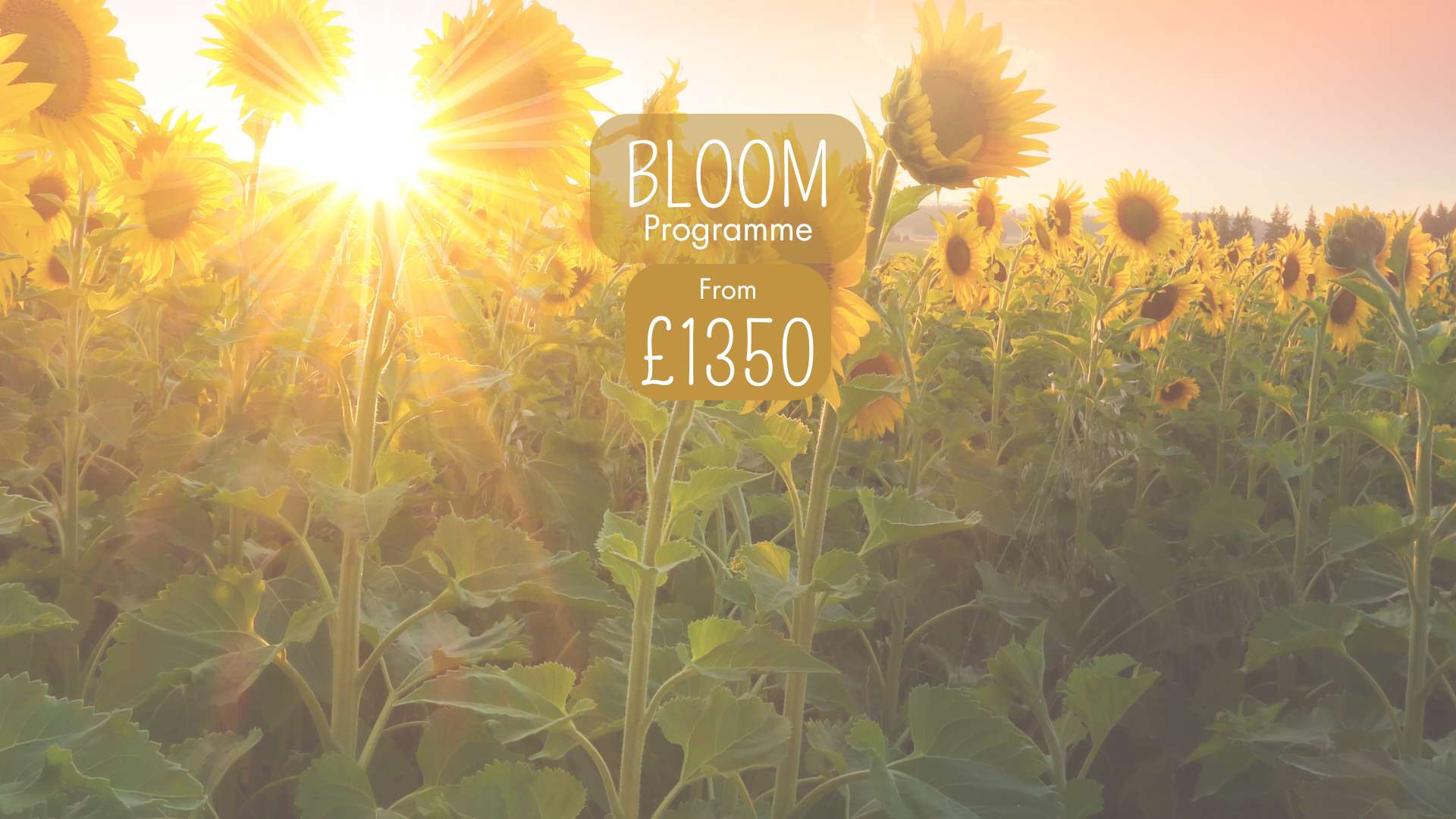 Bloom Programme