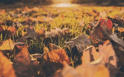 A Hidden Deficiency That Could Be Draining Your Energy This Autumn