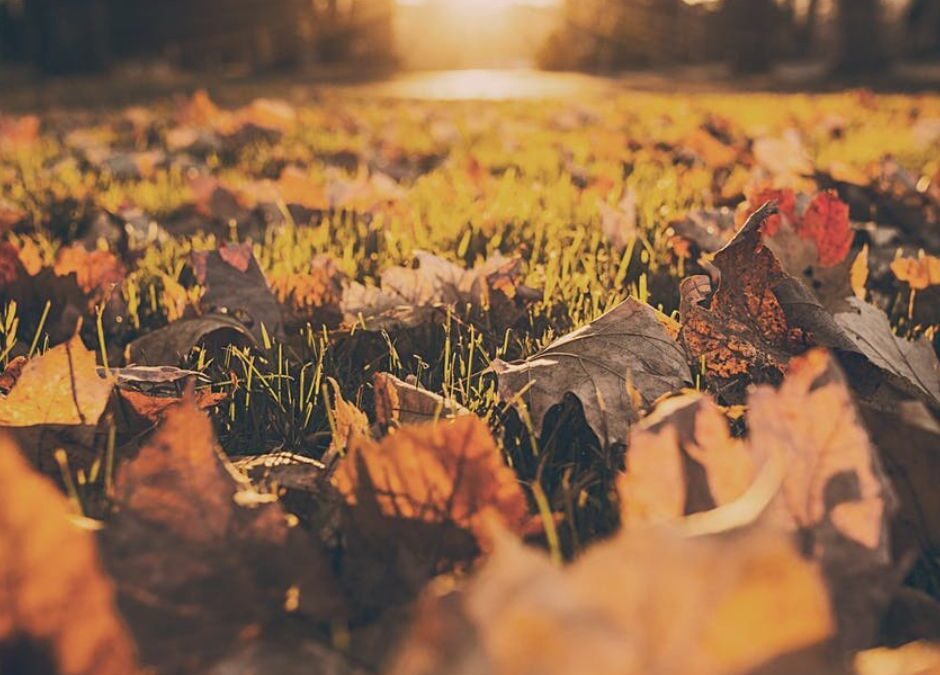 A Hidden Deficiency That Could Be Draining Your Energy This Autumn